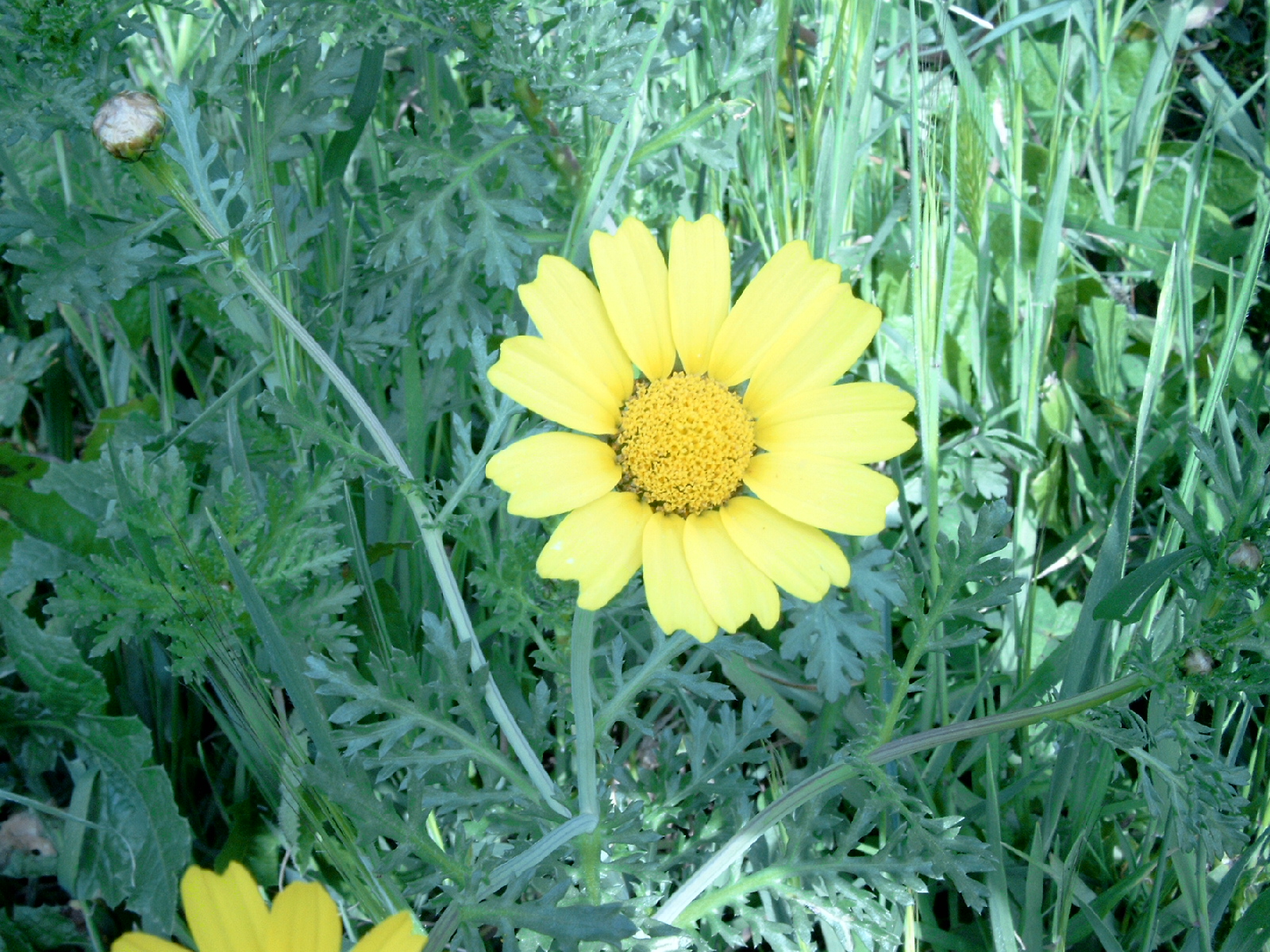 Chrysanthemum Aphrodite